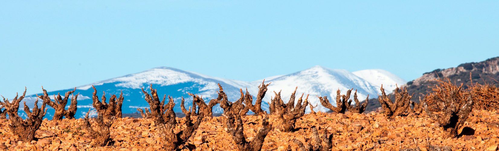 Spanish Wineries